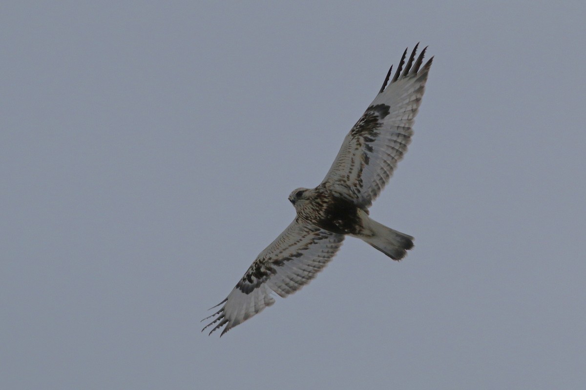 Rough-legged Hawk - ML118200491