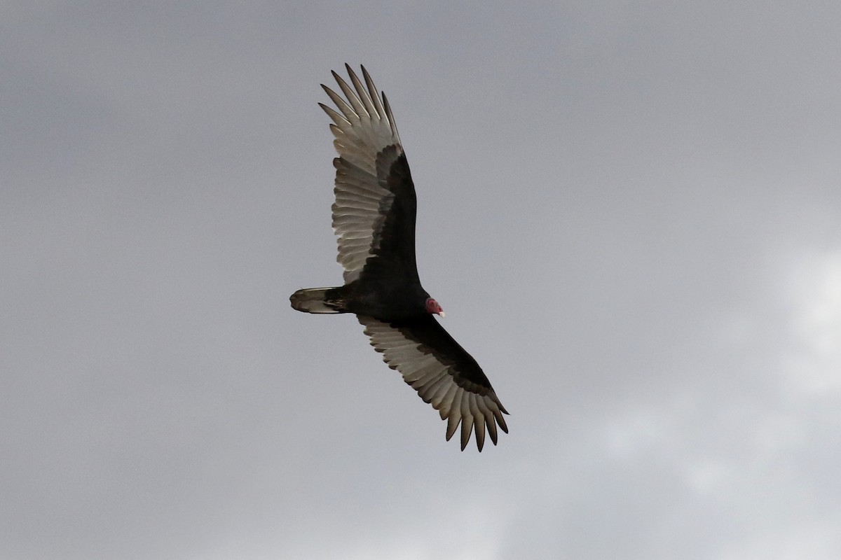 Turkey Vulture - ML118202591