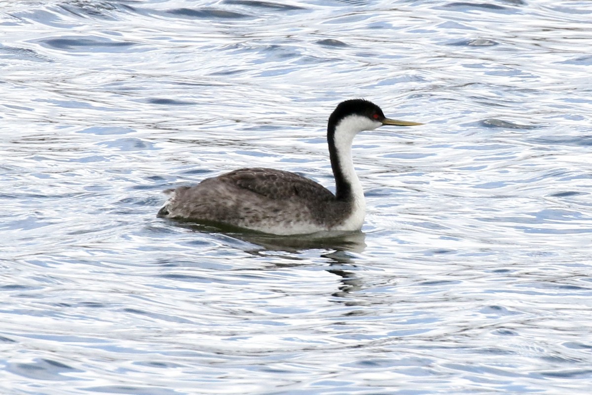 Western Grebe - Lindsay Story