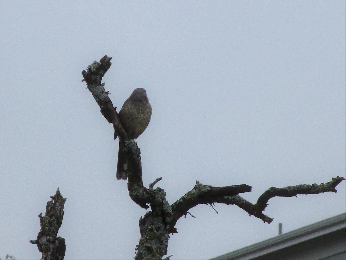 Curve-billed Thrasher - M.R. Zumbehl