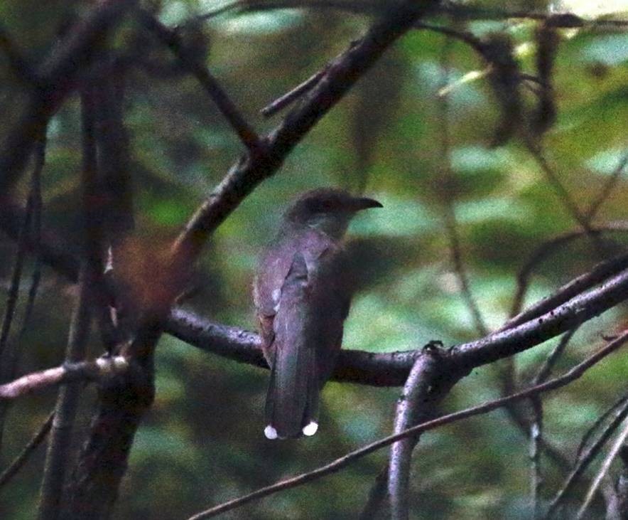 Yellow-billed Cuckoo - ML118205361