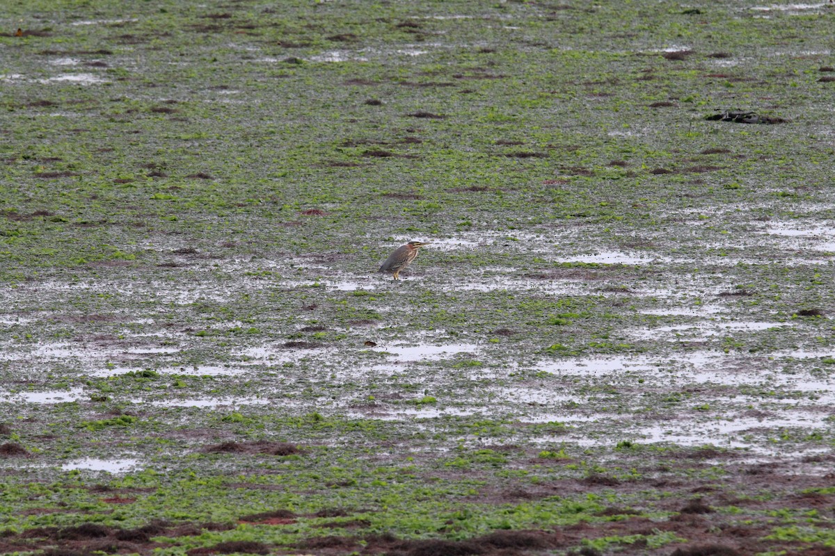 Green Heron - ML118205561