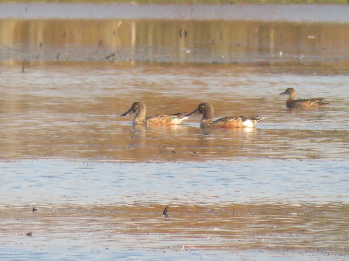 Northern Shoveler - ML118206421