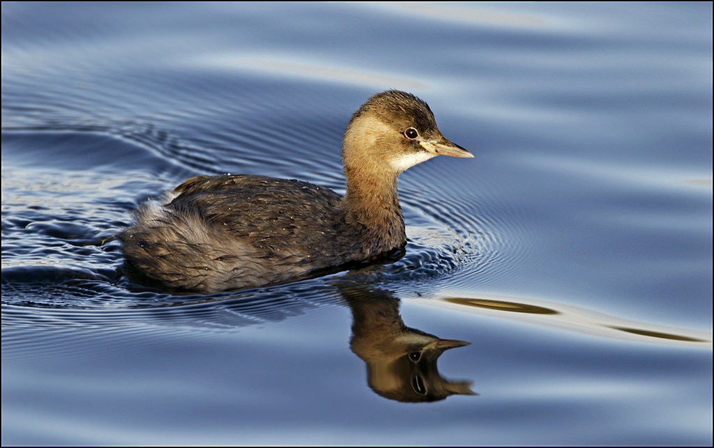 Little Grebe - ML118207611