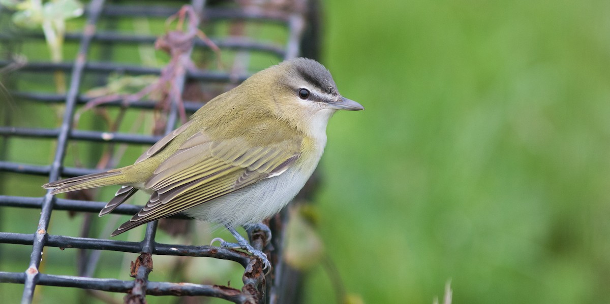 Rotaugenvireo - ML118211521