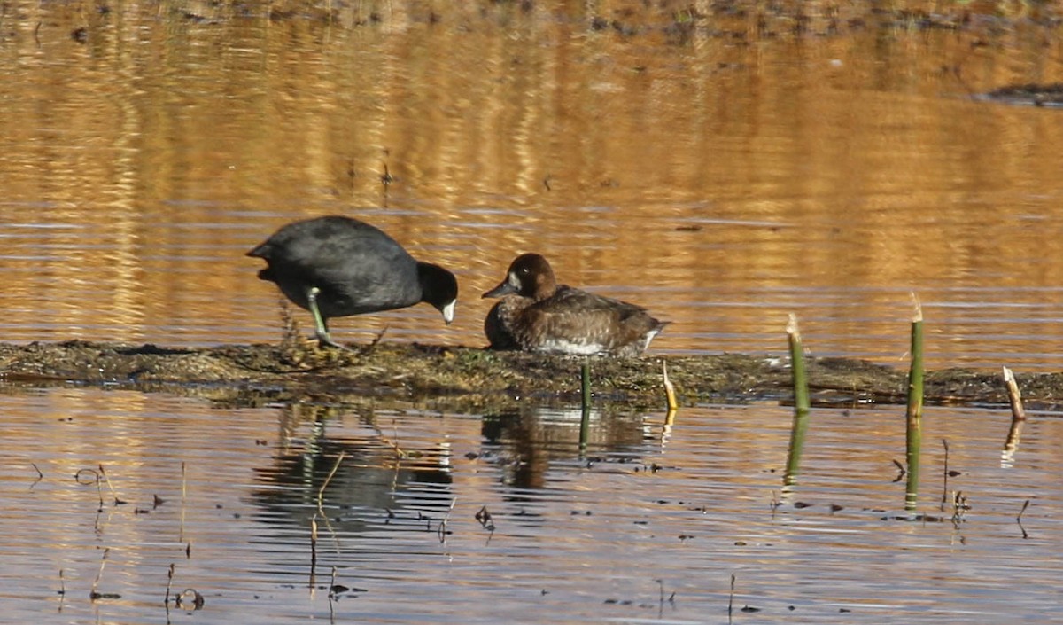 American Coot - ML118211601