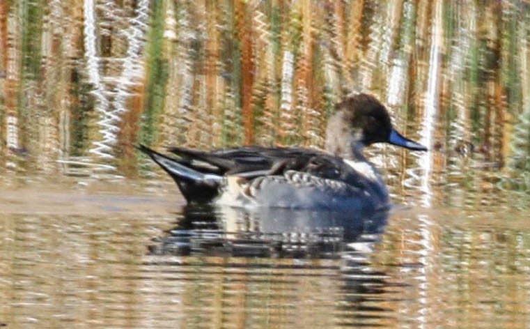 Northern Pintail - ML118211661