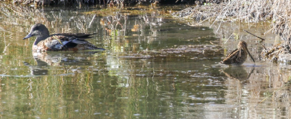 Wilson's Snipe - ML118211811