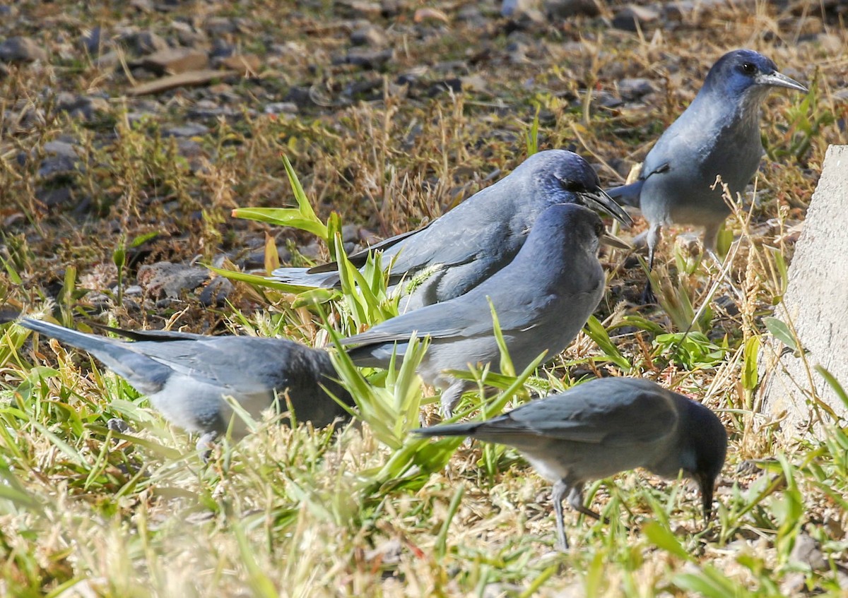 Pinyon Jay - ML118212111