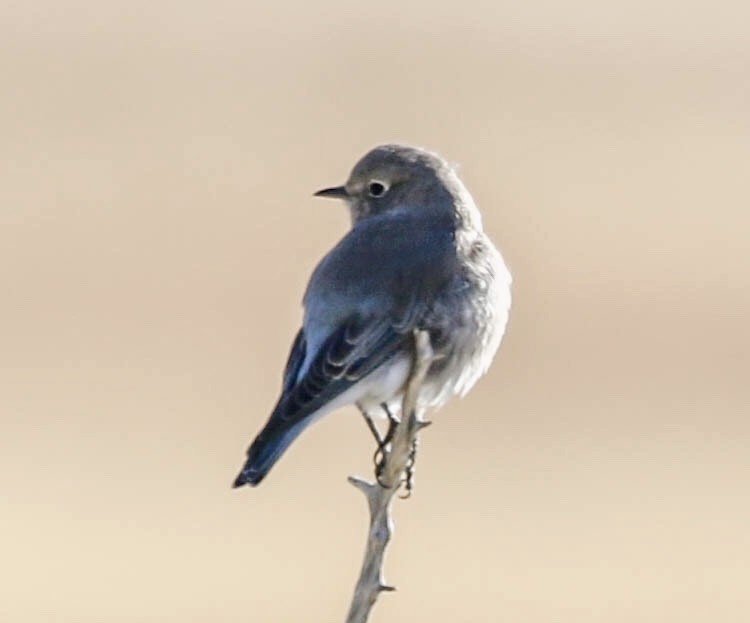 Mountain Bluebird - ML118212201