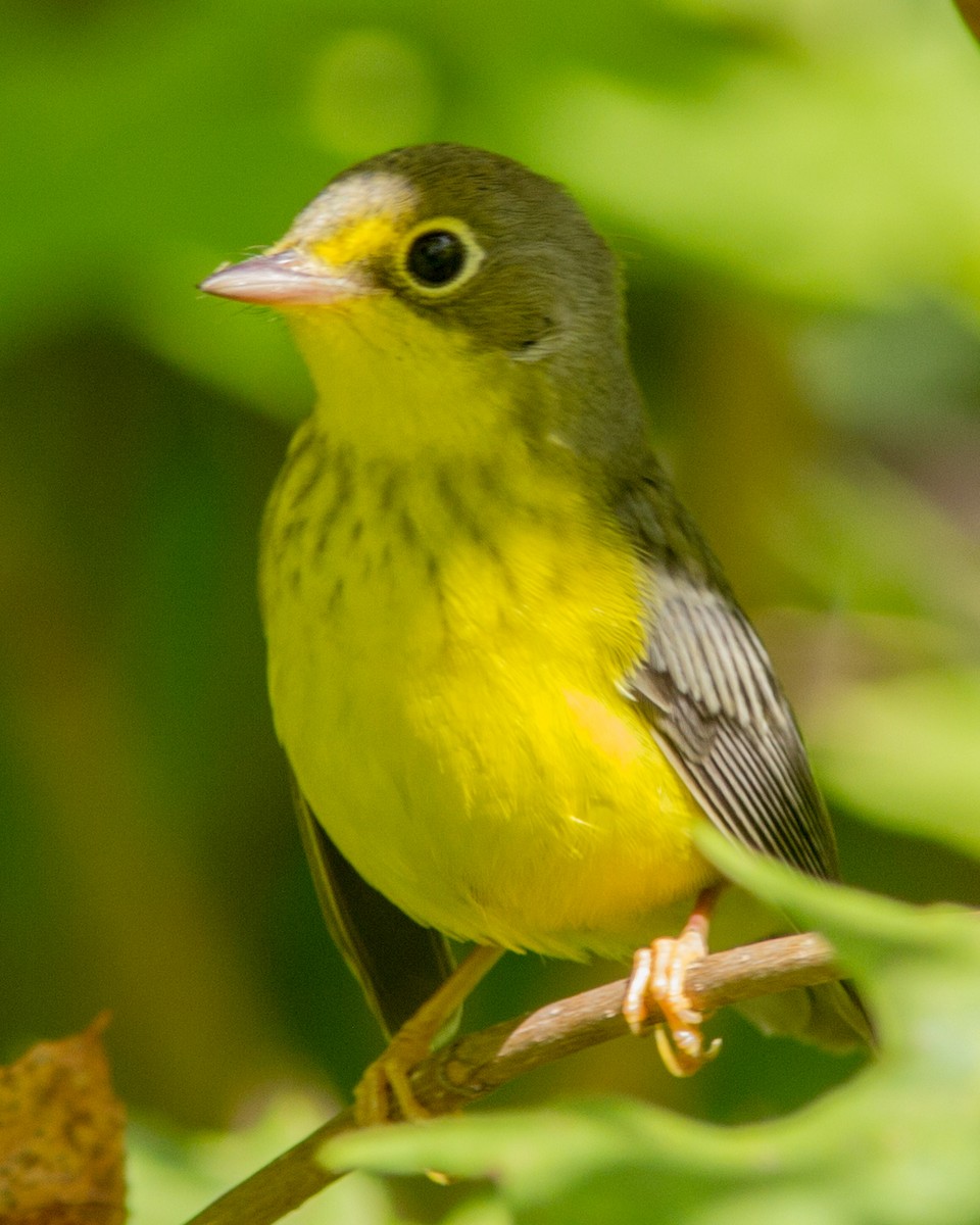 Canada Warbler - ML118212991