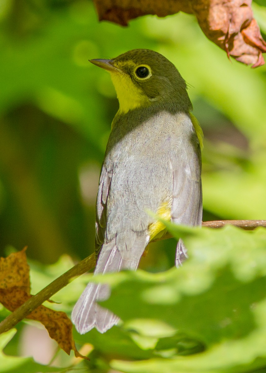 Canada Warbler - ML118213001