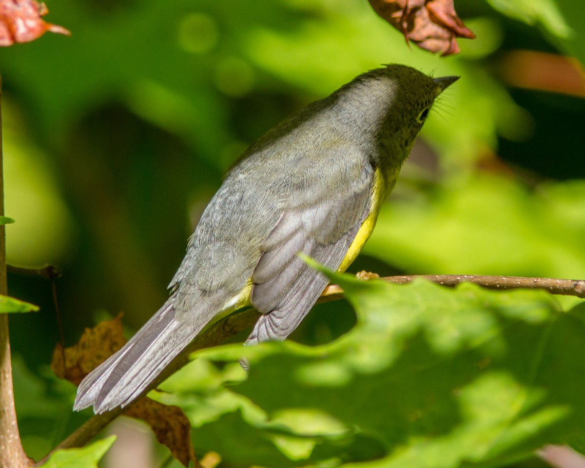 Canada Warbler - ML118213011