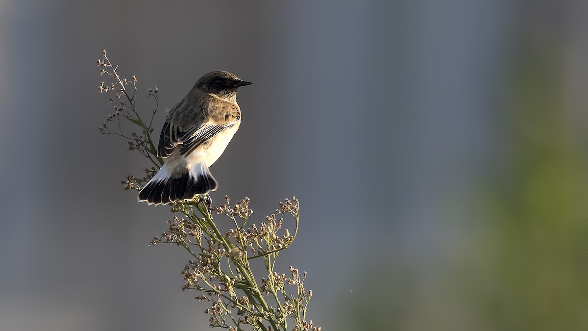 Siberian Stonechat - birol hatinoğlu