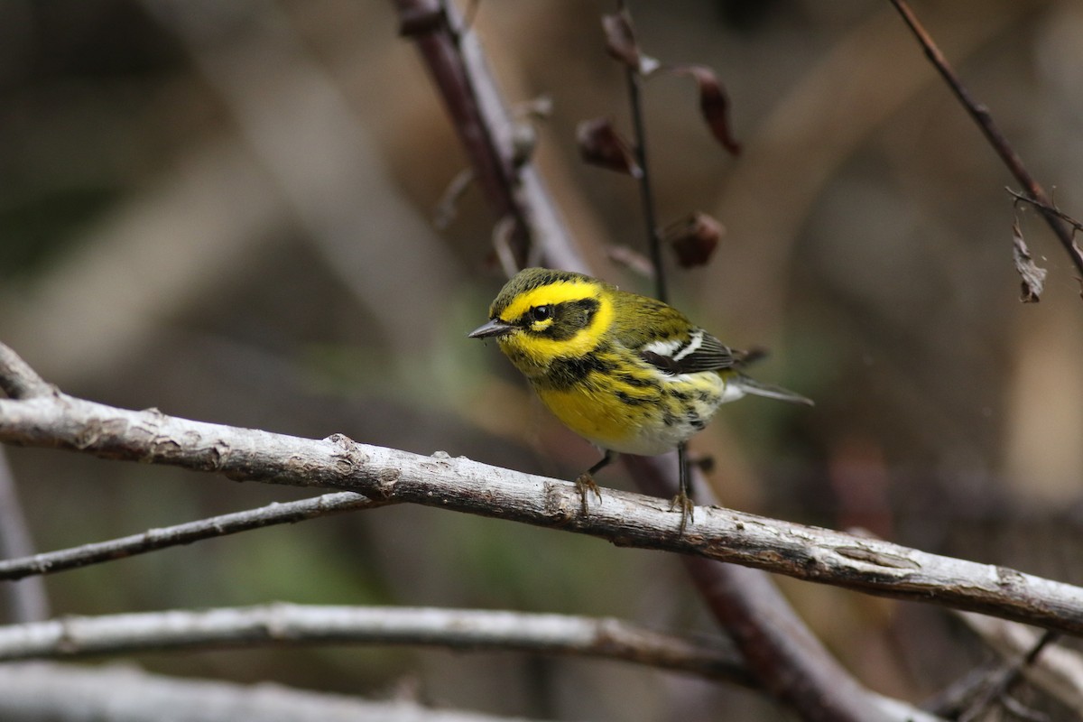 Townsend's Warbler - ML118214391