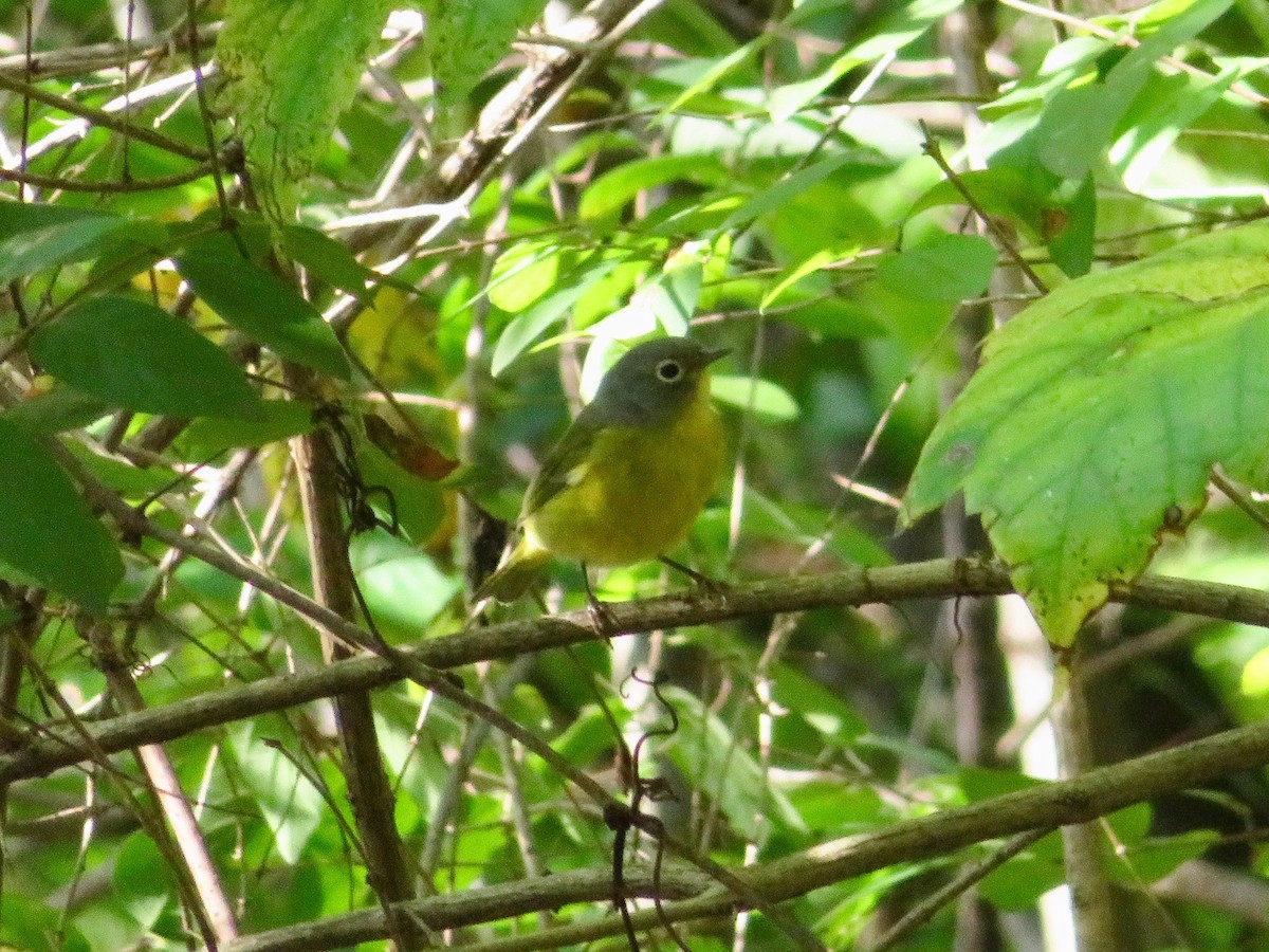 Nashville Warbler - ML118216681
