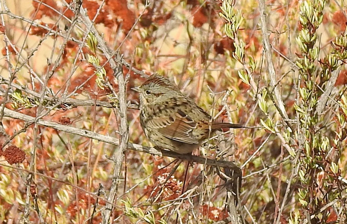 Lincoln's Sparrow - ML118217411