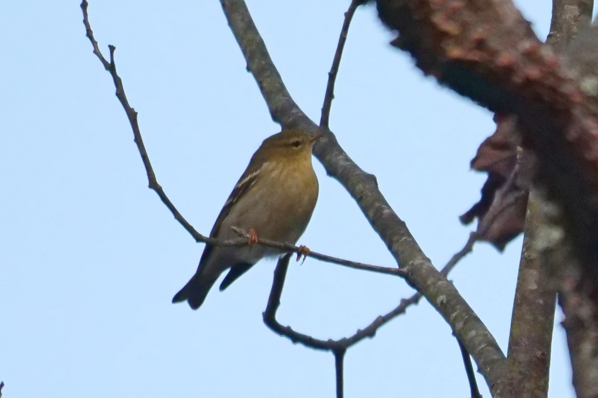 Blackpoll Warbler - ML118217521