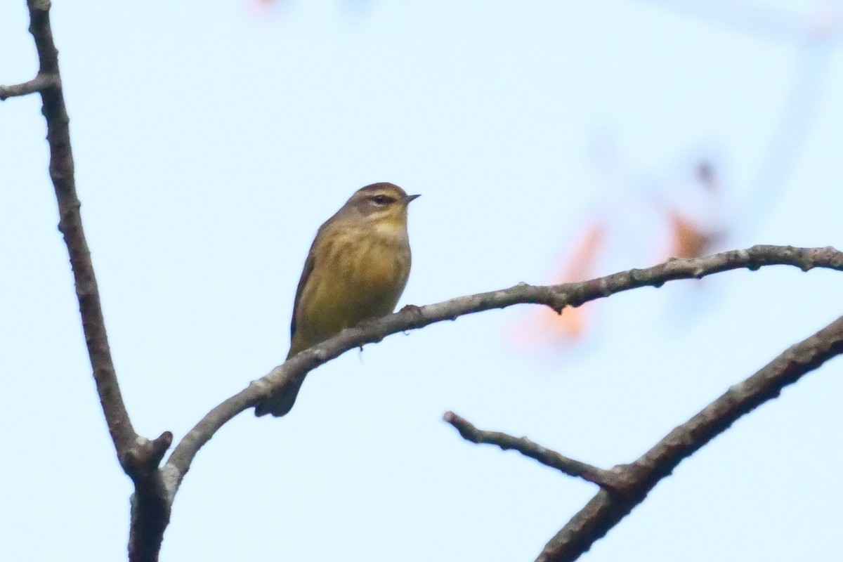 Palm Warbler - ML118217551