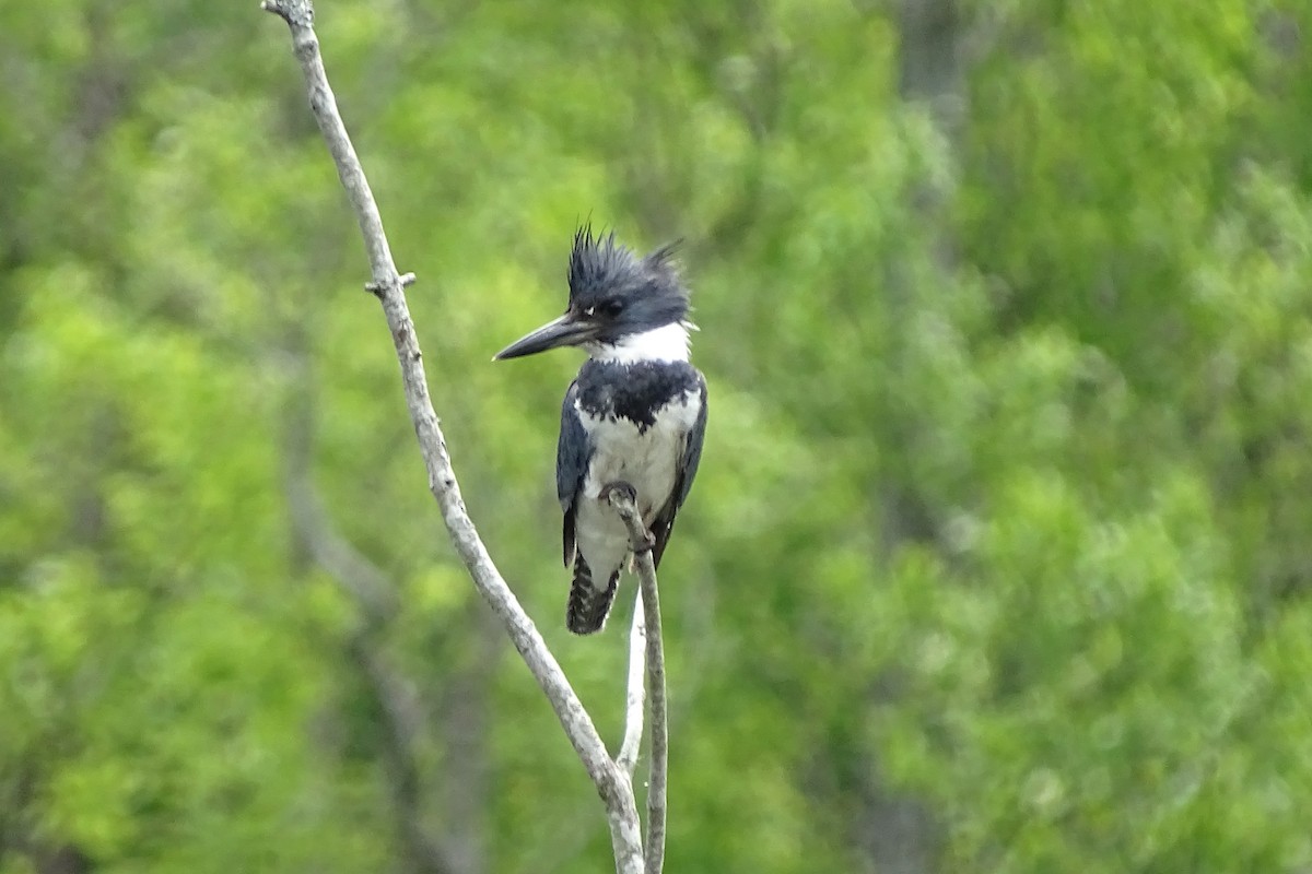 Belted Kingfisher - Karen & Tom Beatty