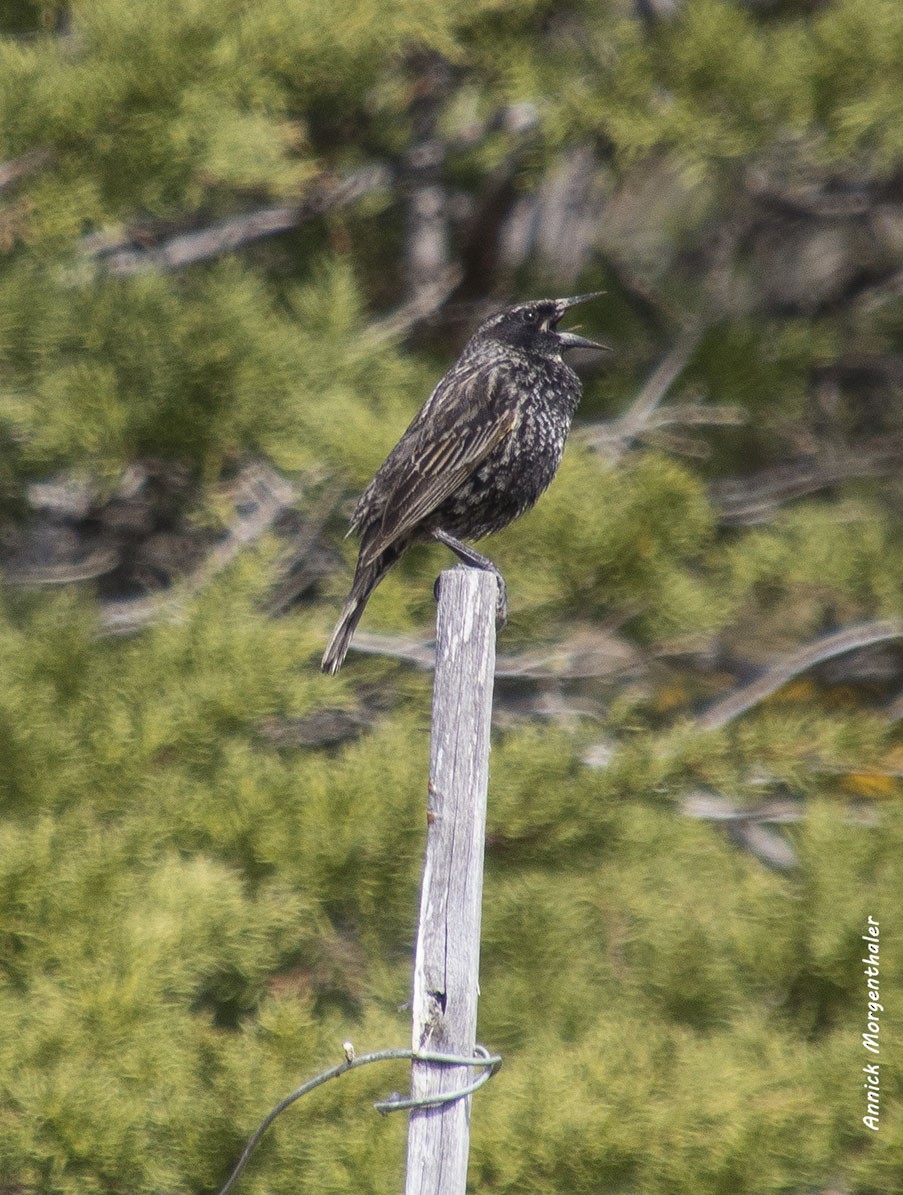 Yellow-winged Blackbird - ML118218791