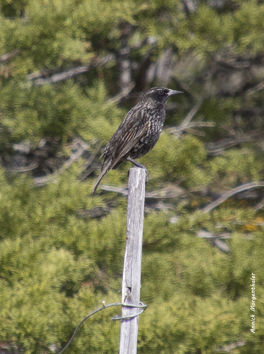 Yellow-winged Blackbird - ML118218801