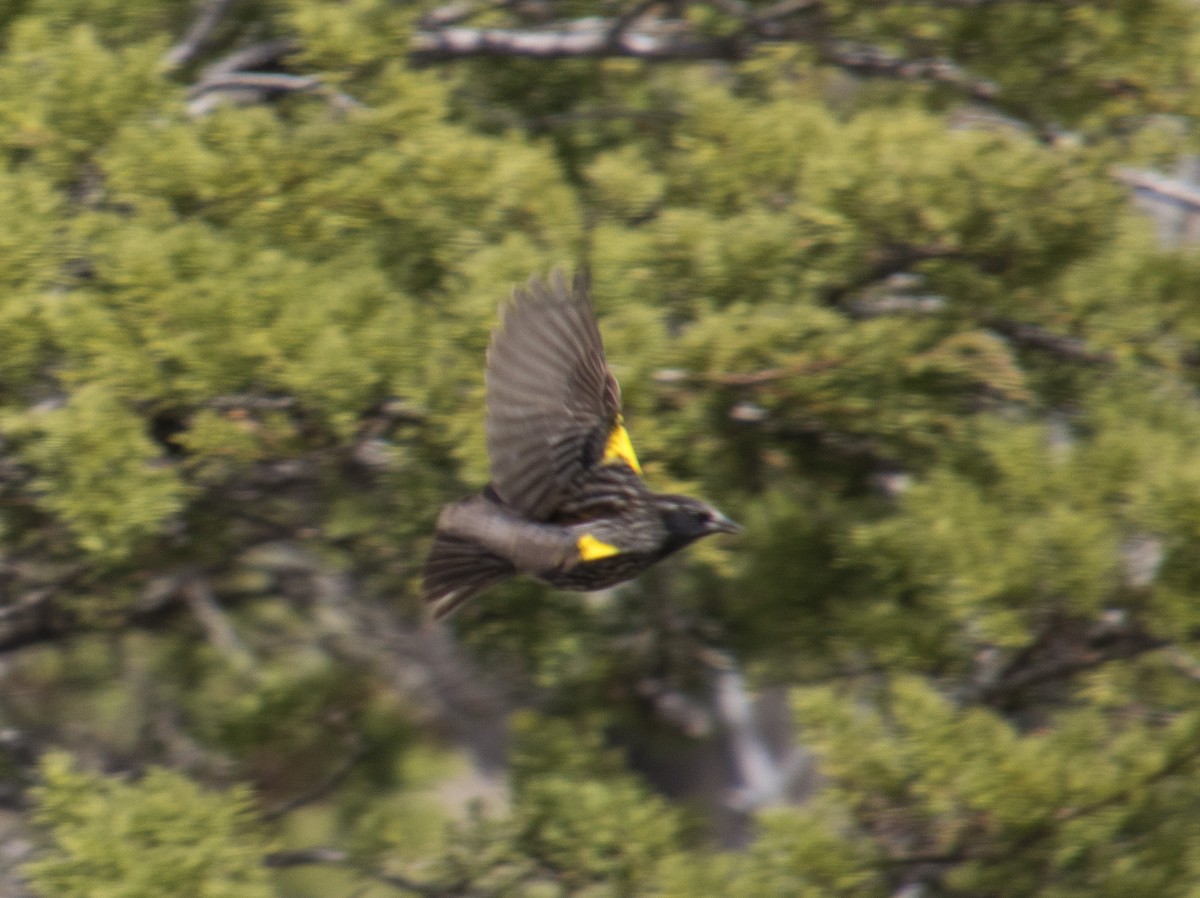 Yellow-winged Blackbird - ML118218881