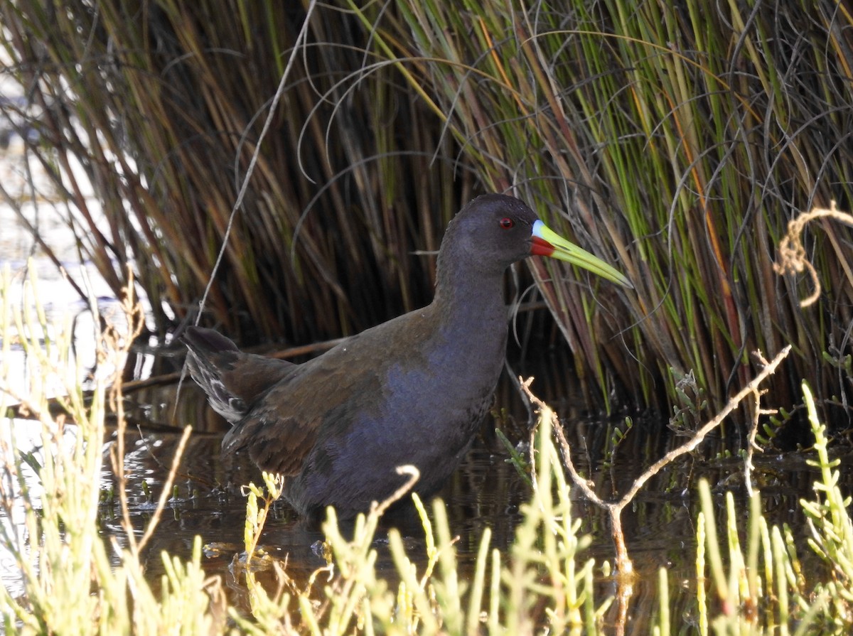 Plumbeous Rail - ML118220801