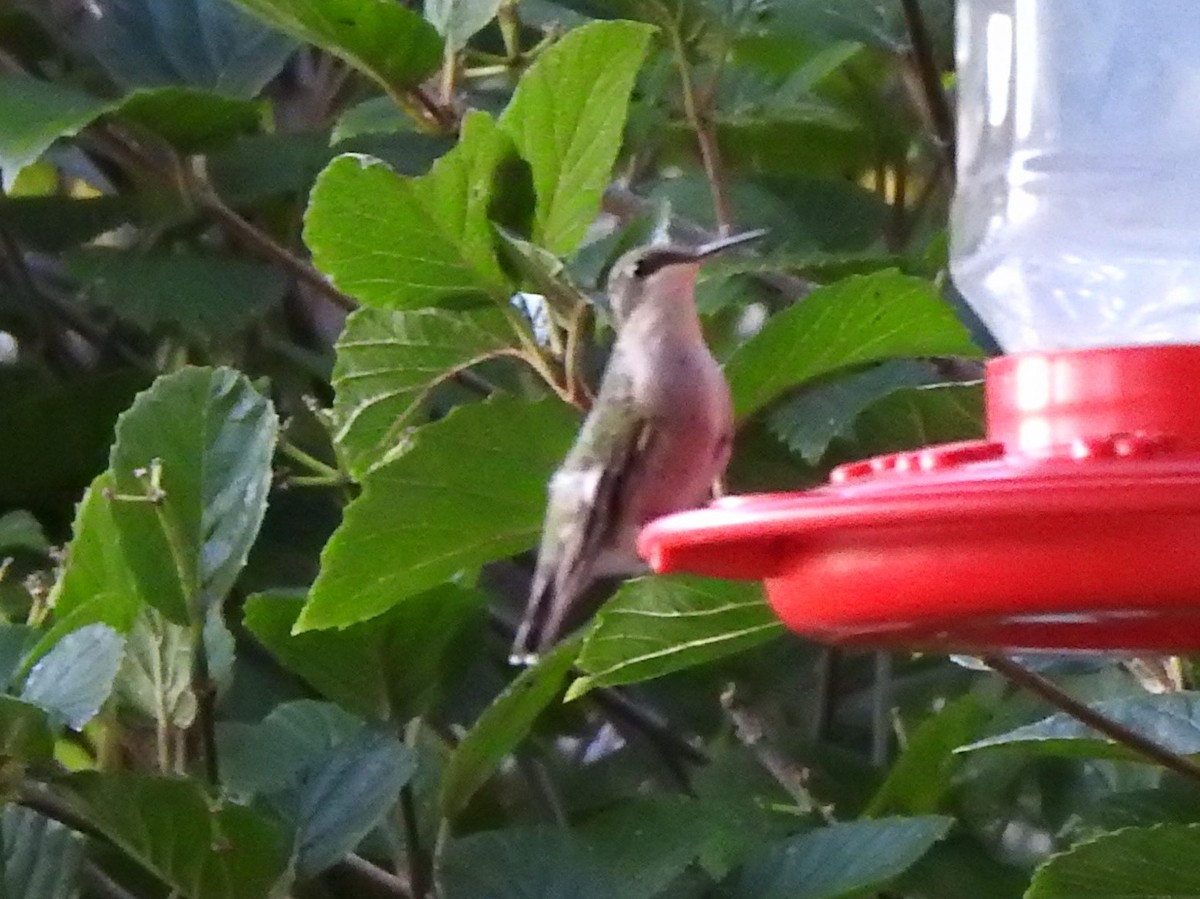 Ruby-throated Hummingbird - Bill Stanley