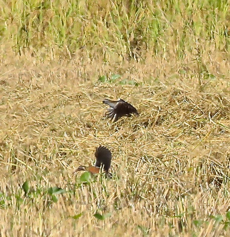 Virginia Rail - ML118221101