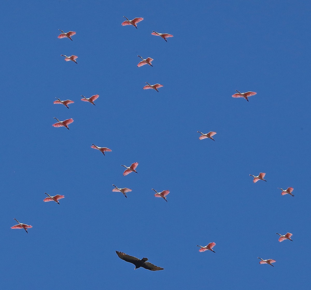 Roseate Spoonbill - ML118222421