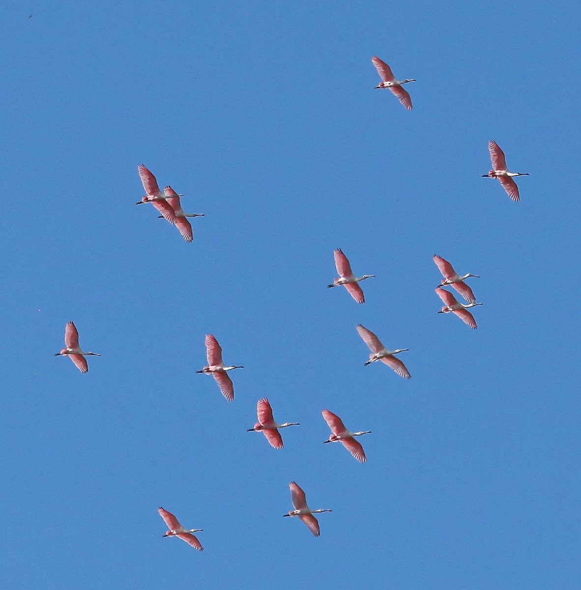 Roseate Spoonbill - ML118222431