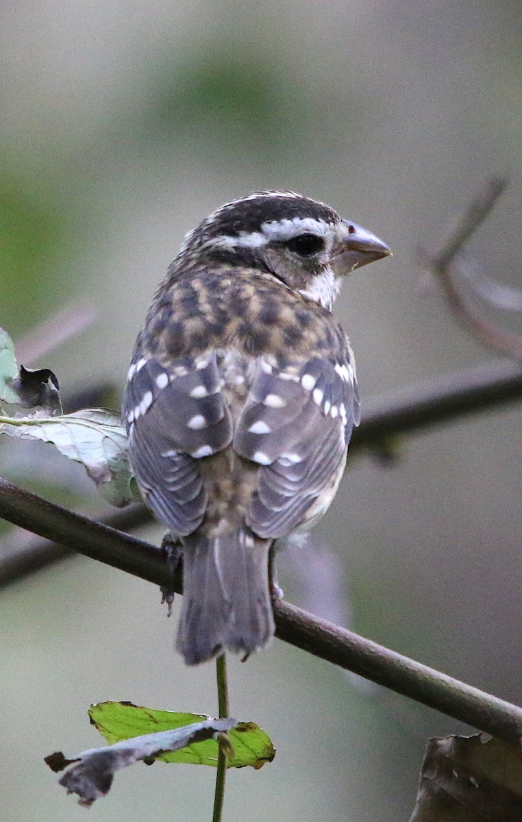 Rose-breasted Grosbeak - Lori White