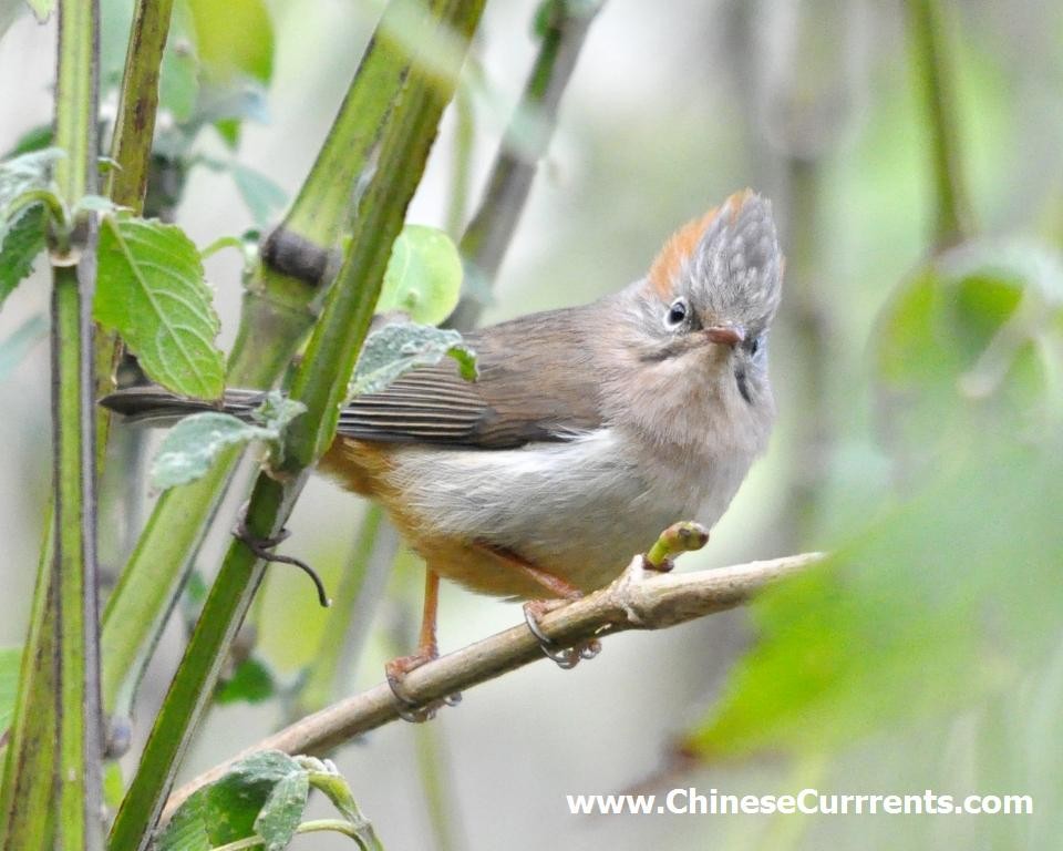 Rufous-vented Yuhina - Steve Bale