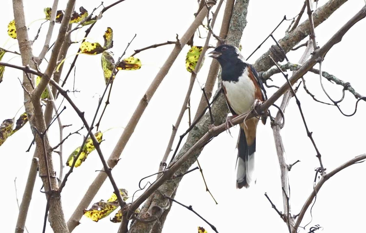 Eastern Towhee - John Daniel