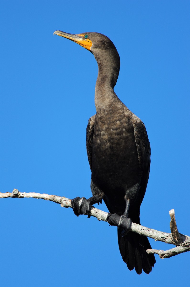 Double-crested Cormorant - chuck gehringer