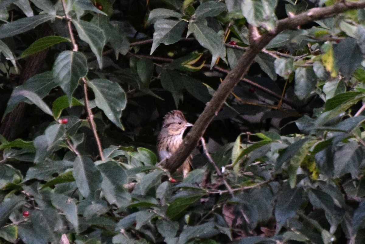 Lincoln's Sparrow - ML118228361