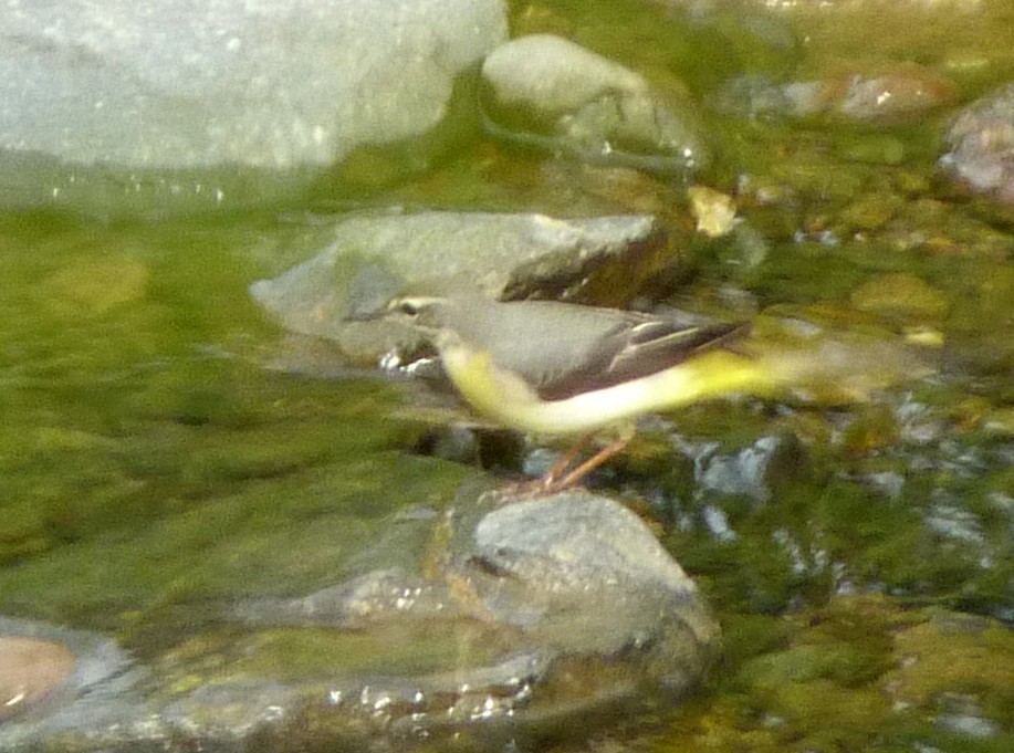 Gray Wagtail - ML118228371