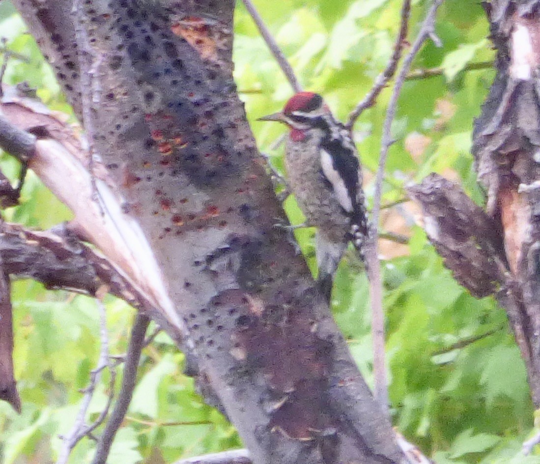 Red-naped Sapsucker - ML118228431