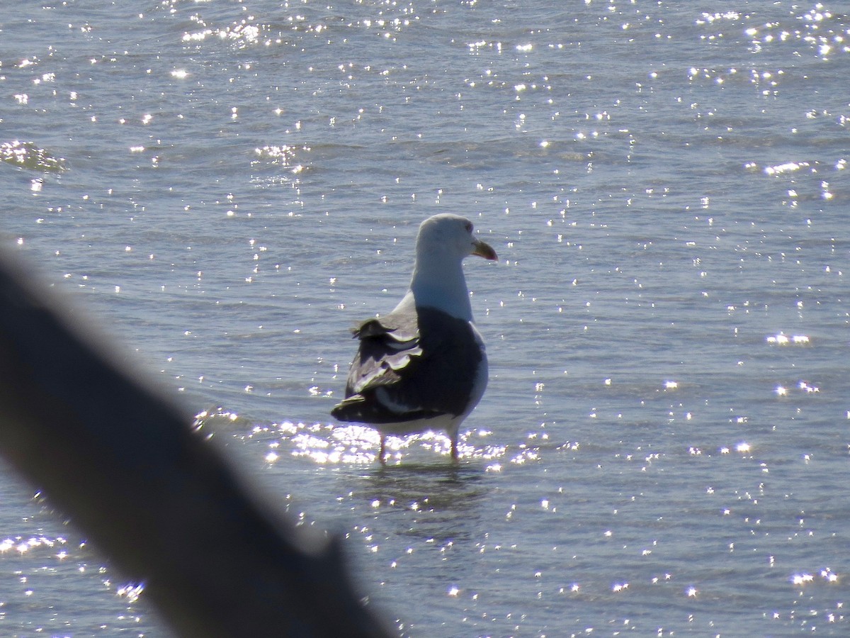 Lesser Black-backed Gull - Russ  And Theresa