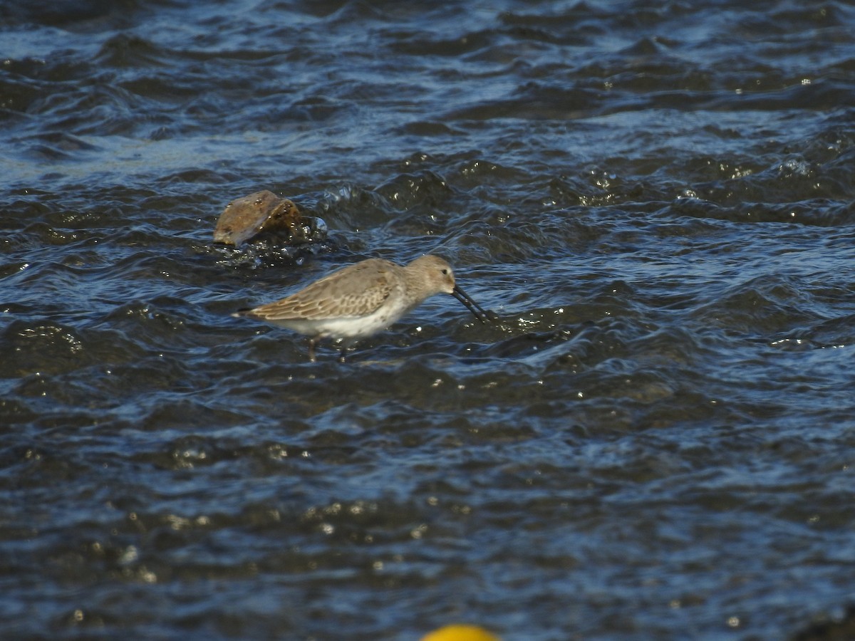 Dunlin - ML118230221