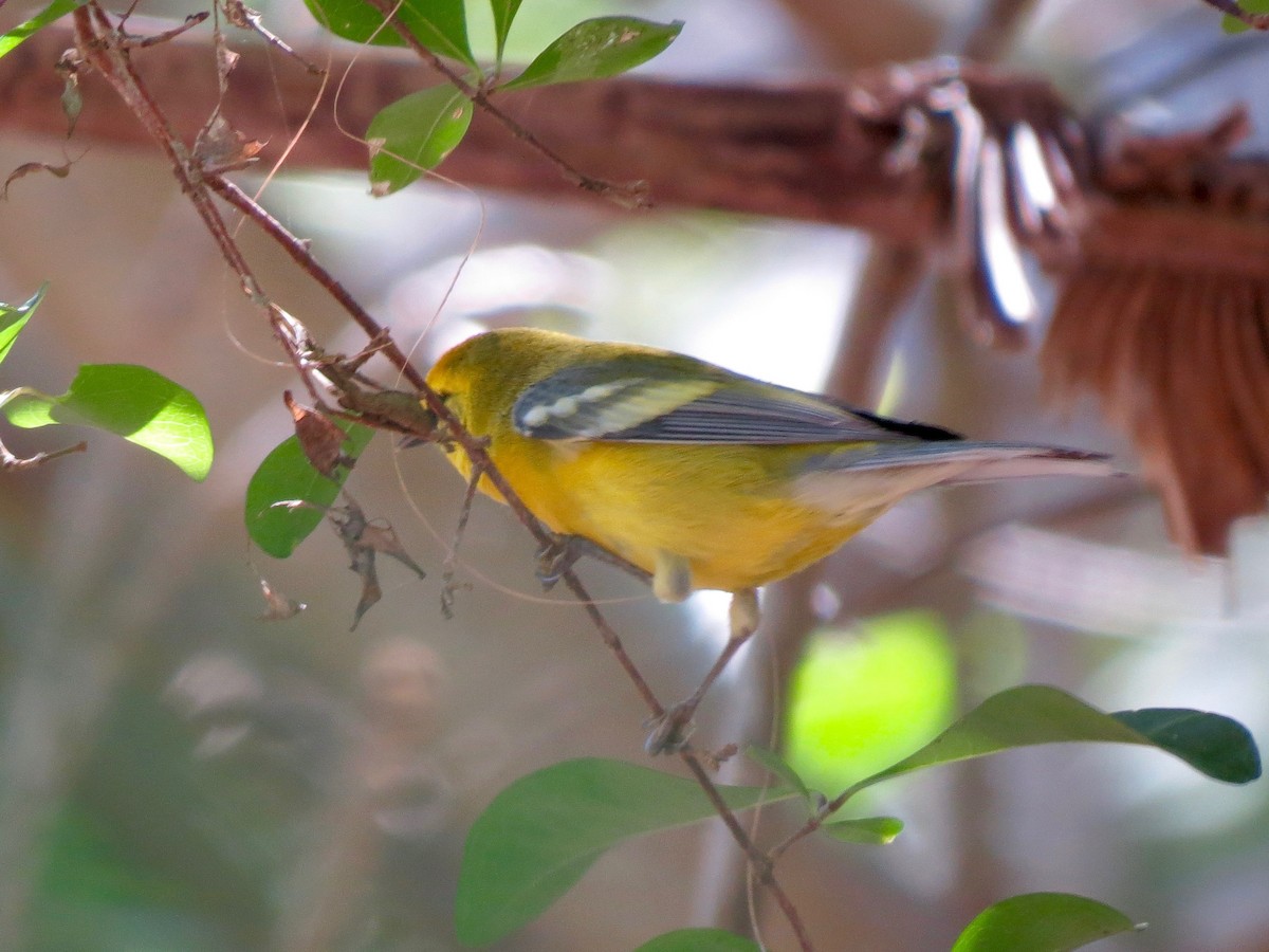 Blue-winged Warbler - Russ  And Theresa