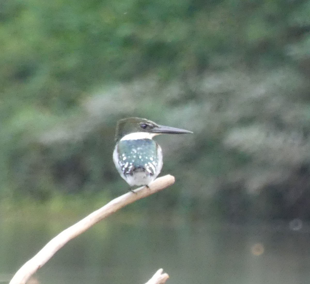 Green Kingfisher - Shelia Hargis