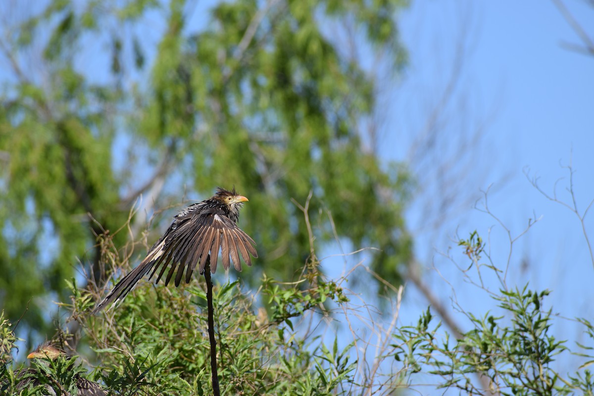 Guira Cuckoo - ML118239781