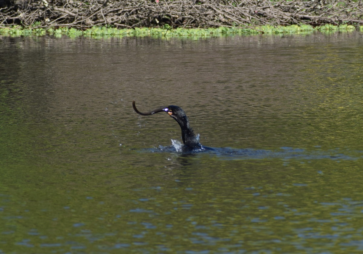 Cormoran vigua - ML118240961