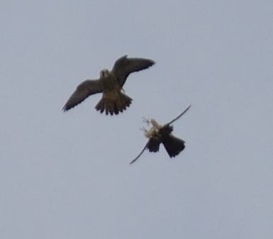 Peregrine Falcon - ML118241201