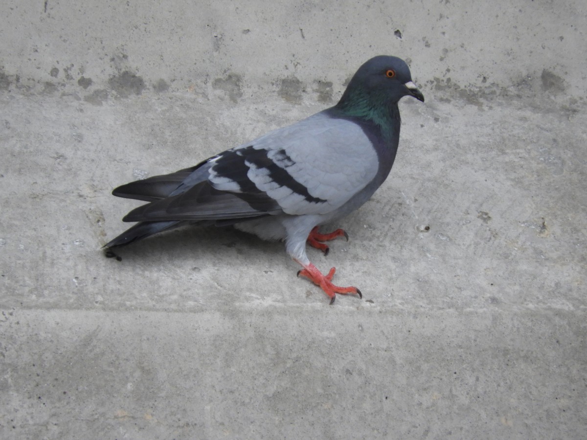 Rock Pigeon (Feral Pigeon) - ML118242451