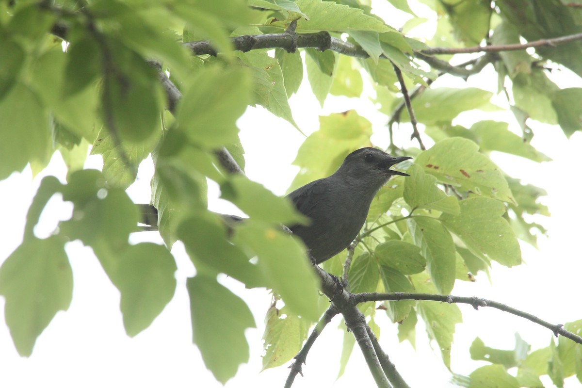 Gray Catbird - Mark Benson