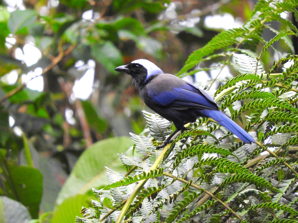 Beautiful Jay - Chris Bell