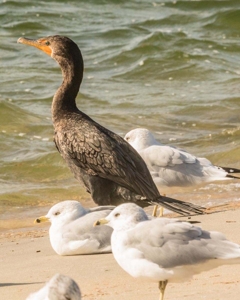 Double-crested Cormorant - ML118246691